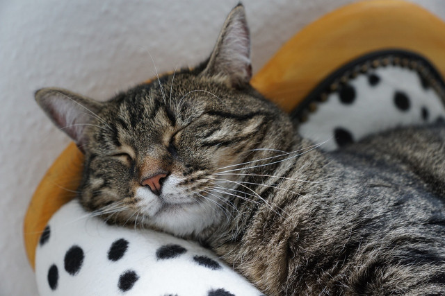 Nos animaux