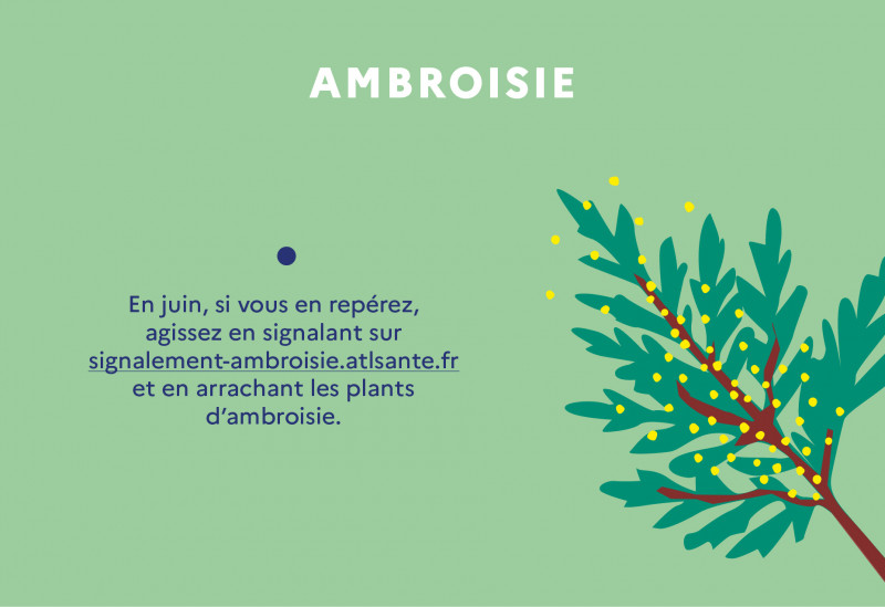 ambroisie-2072