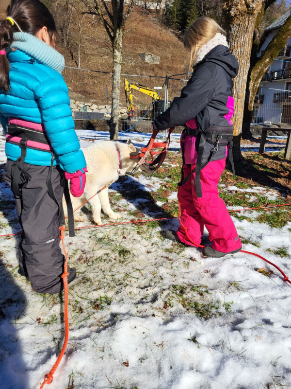 mini-musher-2370
